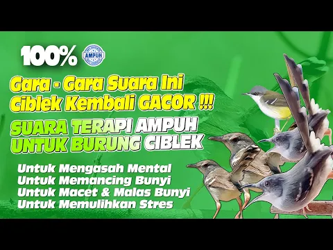 Download MP3 SUARA TERAPI UNTUK CIBLEK STRES, MACET & MALAS BUNYI - DENGARKAN BUKTIKAN !!!