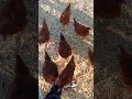Sagitta Chick s-10 weeks old