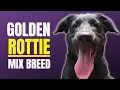 The Charming Golden Retriever Rottweiler Mix Breed