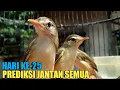 Download Lagu PERKEMBANGAN ANAKAN CIWAH USIA 3 MINGGU PREDIKSI JANTAN SEMUA