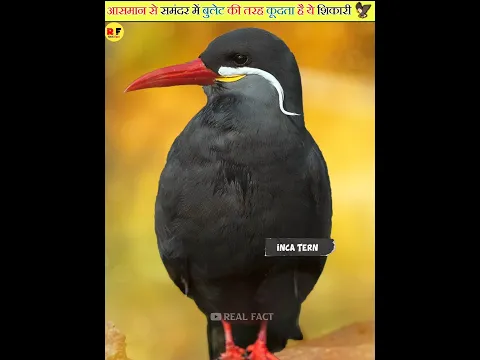 दुनिया का आठवा अजूबा मुछोवाला 🕊️पक्षि