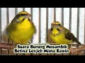 Mozambik Betina Birahi Kemayu | Suara Mozambik Betina Memanggil Jantan #finch #birds #mozambik