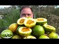 Download Lagu 5 Tips How To Grow a Ton of Passionfruit From ONE Passion Fruit!