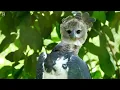 BIRDS OF THE AMAZON RAINFOREST | COLOURFUL BIRDS | RELAXING SOUNDS | STUNNING NATURE | STRESS RELIEF