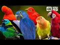Download Lagu BIRDS OF THE AMAZON RAINFOREST | COLOURFUL BIRDS | RELAXING SOUNDS | STUNNING NATURE | STRESS RELIEF