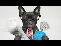 Pet Policies For Rental Properties Things To Consider For Pet-Friendly Rentals in Dallas