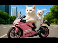 Download Lagu Mama Cat and Her Kitten Take a Painting Class and Make Steamed Buns Together at Home 🐱🎨