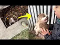 Download Lagu Anak Anjing Menangis di Saluran Pembuangan Melihat Anak Laki-laki dan Menangis Setelah Diselamatkan