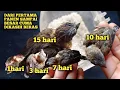 Download Lagu cara merawat burung emprit dari kecil sampai besar dengan metode jadul