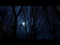 Loreena Mckennitt - Ancient Pines [Lumenn Version Live Recording Studio]