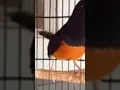 Murai Batu Jantan Birahi Emosi,Ngamuk