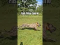 Download Lagu 1 year old male presa canario out for a run | The Proper K9