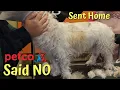 Petco Said NO - My Favorite Groomer Said YES I Groom Mean Dogs PT1