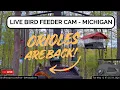 LIVE Andy s Backyard Bird Feeder - Watch Michigan Backyard Birds Woodpeckers Blue Jays Finches