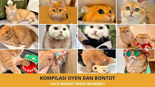 Kompilasi Kucing Oyen & Bontot Paling Lucu! Bikin Ngakak Terus