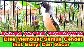 cendet suara kapas tembak sambung gereja tarung gacor jernih panjang