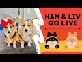 Corgis RING Bells and SOLVE Puzzles LIVE