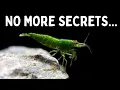 Download Lagu Everything You Should Know Before You Get Shrimp! 7 Tips for Keeping Shrimp in an Aquarium