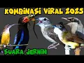 Download Lagu masteran kombinasi viral 2025 | cucak ampela, cucak jenggot jinjing petulak pijantung dan cekakak