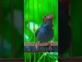 Download Lagu PRENJAK KLAWU GACOR DOR#videoshort #shorts