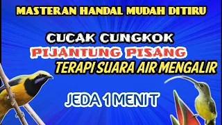 cungkok lanjut pijantung pisang suara air mengalir jeda 1 menit