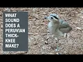 Download Lagu What Sound does a Peruvian Thick-knee Make? @papaatthezoo