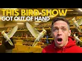 Download Lagu Di Dalam Pertunjukan Burung Paling Gila di Inggris (Stafford 2025)
