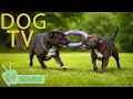 Lagu DOG TV: Ultimate Anti-Anxiety \u0026 Relax Video to Keep Dogs Happy When Home Alone - Best Music for Dogs