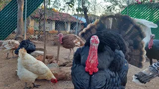  what do i feed medium fat chickens raising parakeets turkeys alina