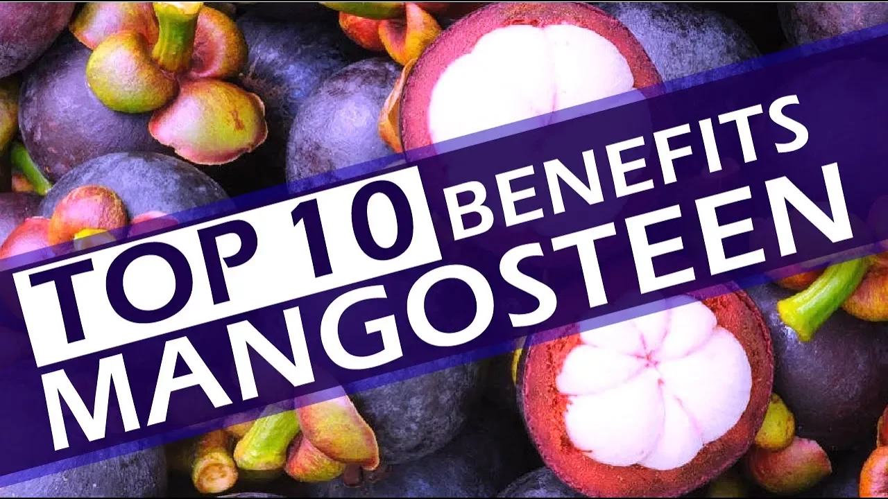 MANGGIS FAST FRUIT / MANGGIS TREE FAST FRUIT / SUB INGLISH. 