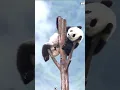 Panda 🐼 just a little baby #panda #pandapuppy #kongfupanda #pandalover #cute