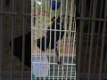 Download Lagu coba ini tebak beo asal daerah mana ?