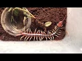 Download Lagu Unboxing the Devil | World's largest Centipede