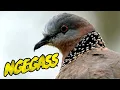 Download Lagu Masteran Burung Tekukur Terbaru 2025 | Dijamin Tekukur Cepat Gacor Dor!