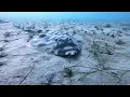 Scuba Diving La Jolla Beach Shores San Diego California Open Water