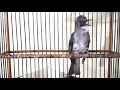 Download Lagu Burung Brinji Kelabu Gacor Suara Plong