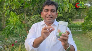 এমডি-২ আনারস: পৃথিবীর সবচেয়ে মিষ্টি বাণিজ্যিক আনারস