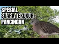 Download Lagu Suara Burung Derkuku Gacor Cocok Untuk Pancingan Dan pikat Tekukur