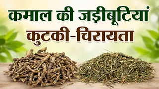 कमाल की जड़ीबूटियाँ है कुटकी और चिरायता | Kutki and Chirayata are amazing herbs | Kitchen Therapy