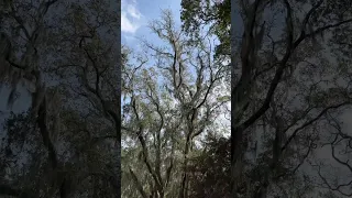 Low country beauty #shorts