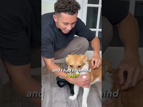 Finding this rescue puppy a new home...