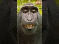 Download Lagu Gigil na Unggoy 🐵 😅#monkey #shorts