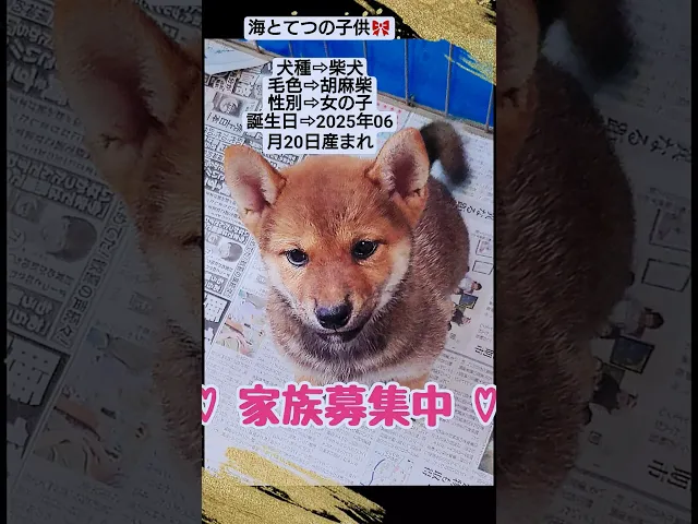 動画