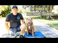 How to Train a PITBULL - Pro Dog Trainer
