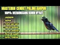 Download Lagu BURUNG KONIN GACOR FULL TEMBAKAN AMPUH BUAT PANCINGAN DAN MASTERAN