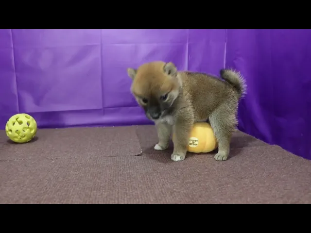 動画