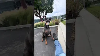 #fypシ #Dream #pets #doberman #Fyp
