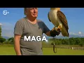 《 MAGA之歌 》（The Song of MAGA）——讽刺搞笑歌曲（Satirical comedy song）。