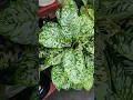 Download Lagu Wag matakot putulin ang mga dahon ng Homalomena 'Camouflage' dahil gaya nito gaganda ulit yan