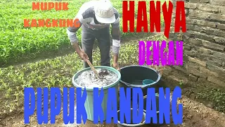 penyiraman tanaman kangkung dengan pupuk kandang